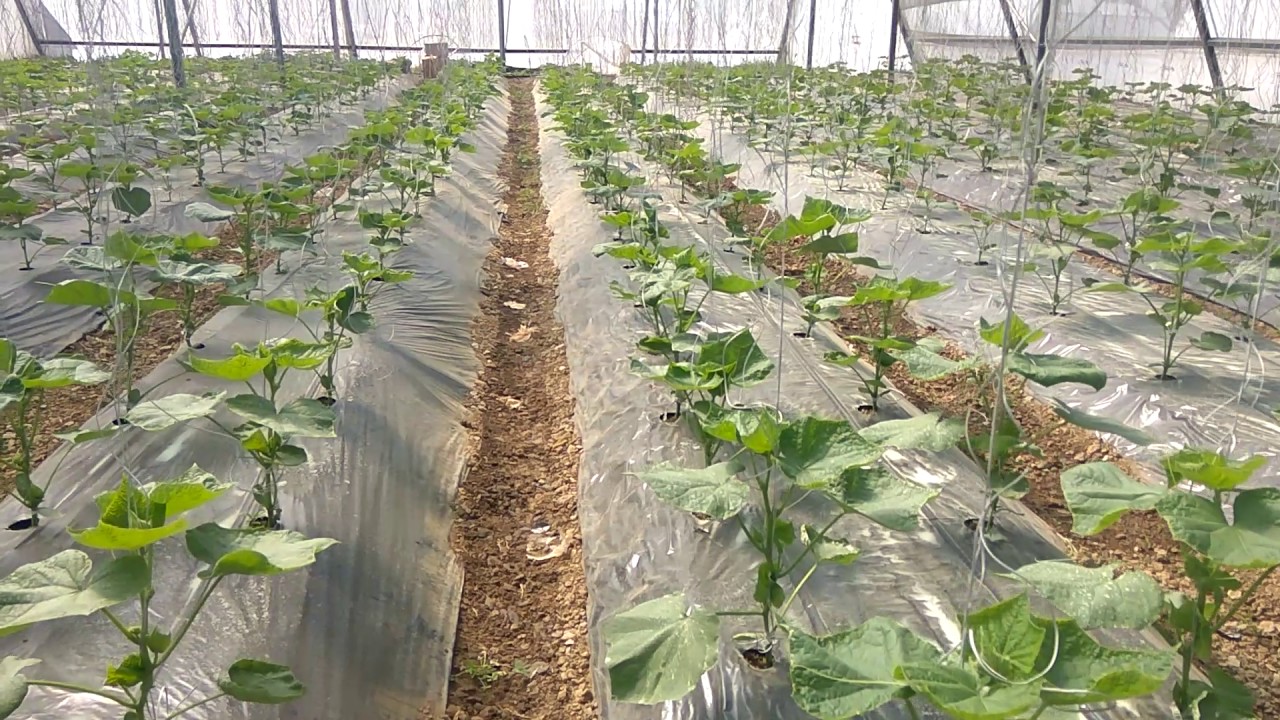 Agritech, protected farming